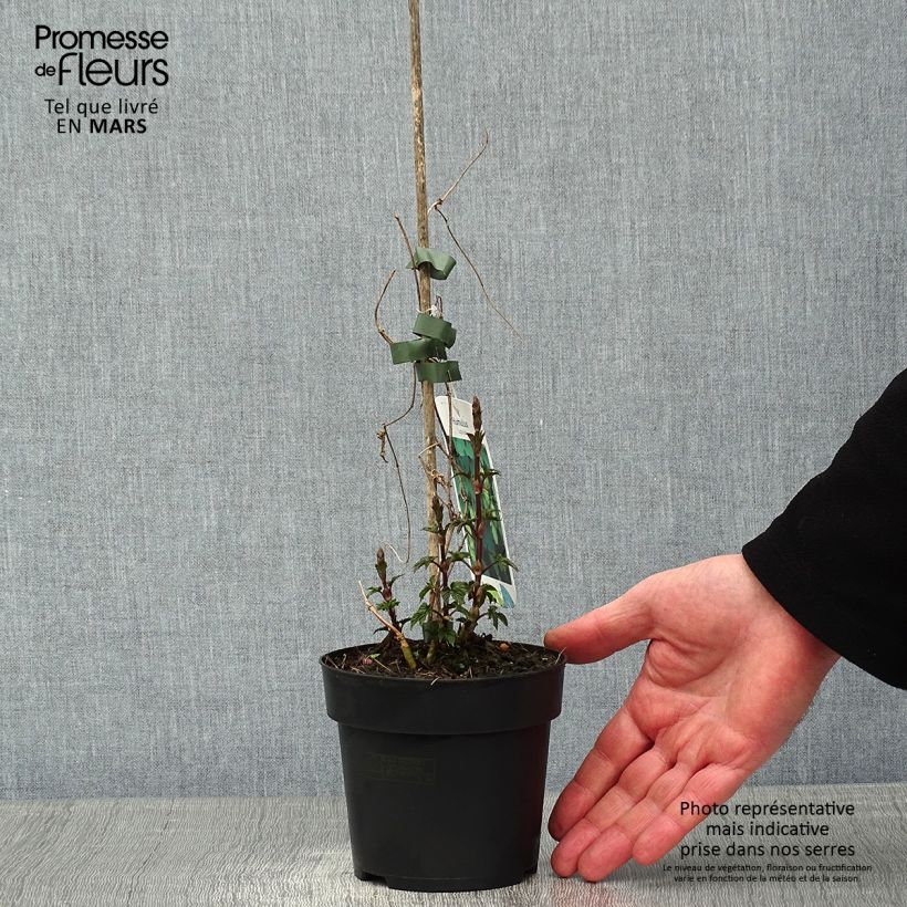 Luppolo - Humulus lupulus Vaso da 1,5L/2L esemplare consegnato in inverno