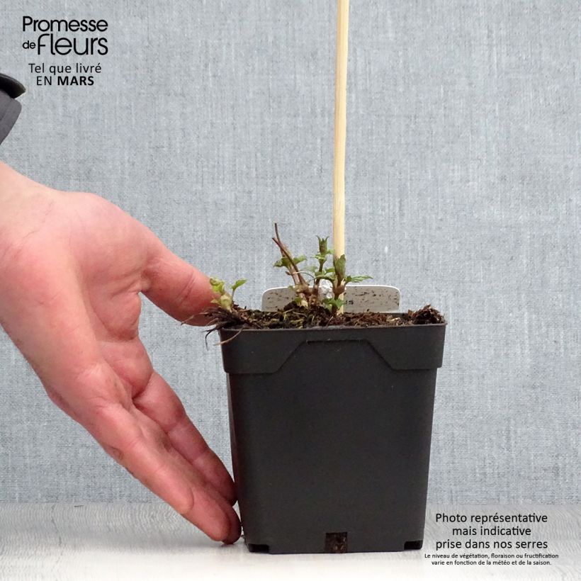 Luppolo - Humulus lupulus Vaso da 1,5L/2L esemplare consegnato in primavera