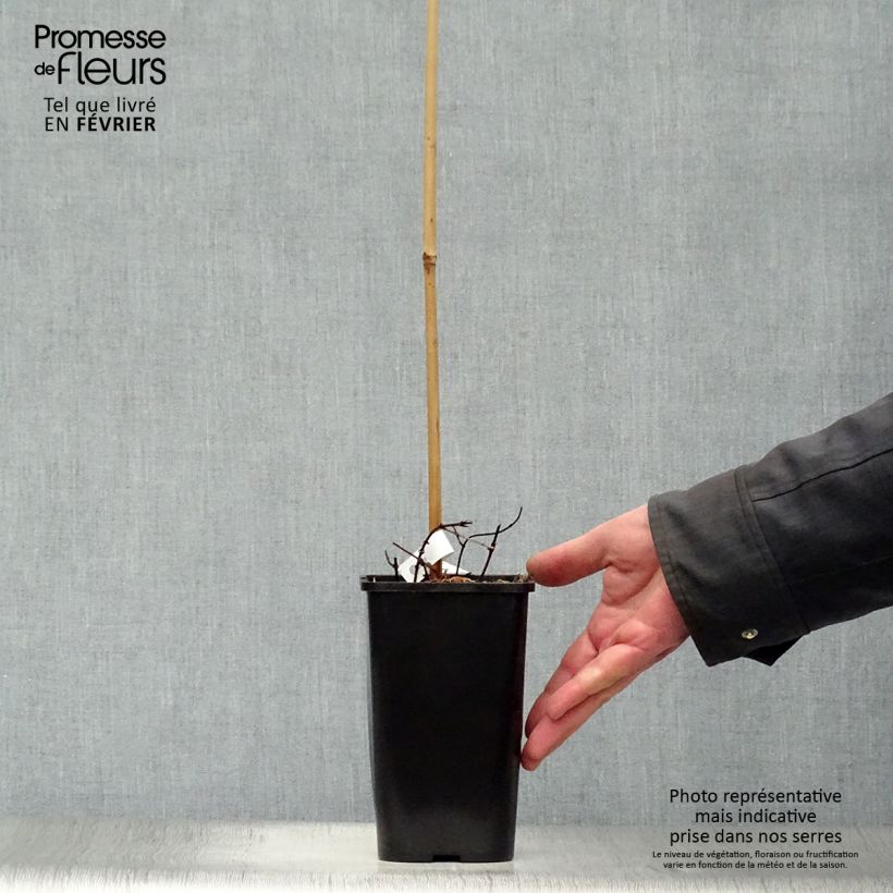 Luppolo dorato Aureus - Humulus lupulus Vaso da 1,5L/2L esemplare consegnato in inverno