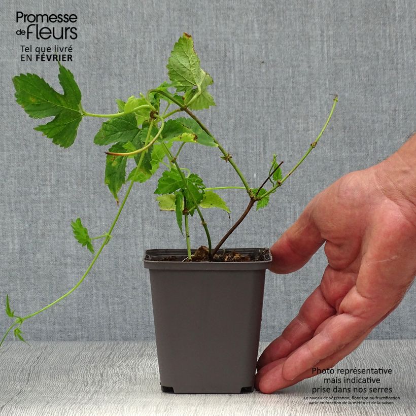 Esemplare di Humulus lupulus Magnum - Luppolo Vaso da 2L/3L come consegnato in autunno