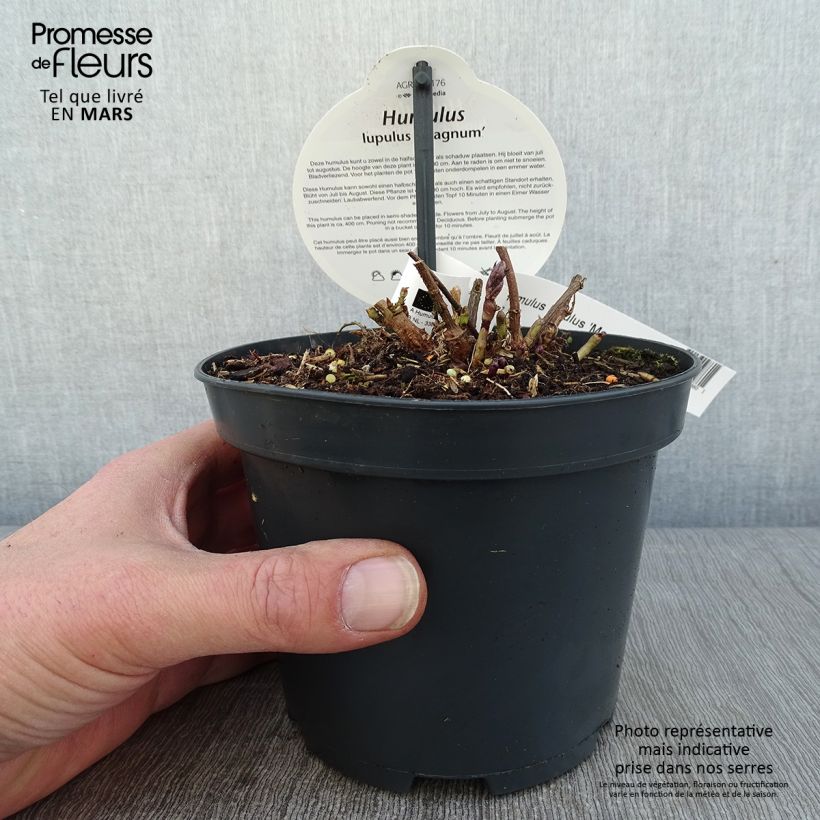 Humulus lupulus Magnum - Luppolo Vaso da 1,5L/2L esemplare consegnato in inverno