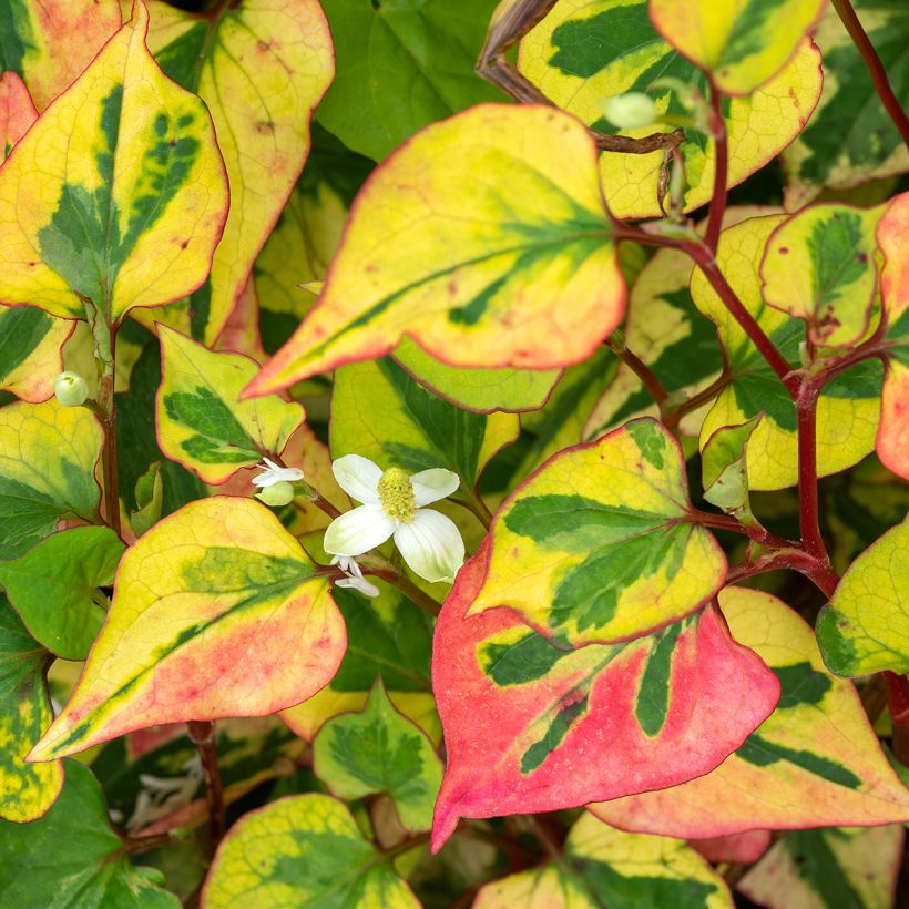 Houttuynia cordata Chameleon - Pianta camaleonte (Fioritura)