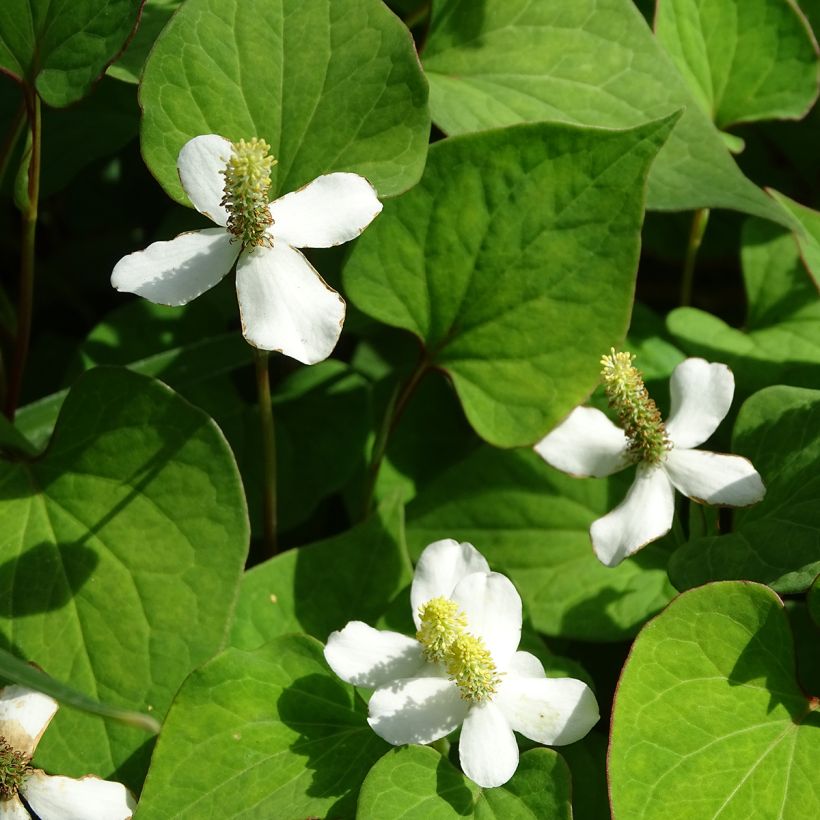 Houttuynia cordata - Pianta camaleonte (Fioritura)