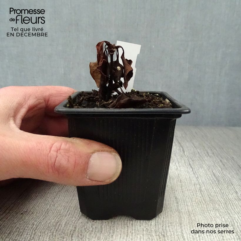 Houttuynia cordata - Pianta camaleonte Vasetto da 8/9 cm esemplare consegnato in inverno