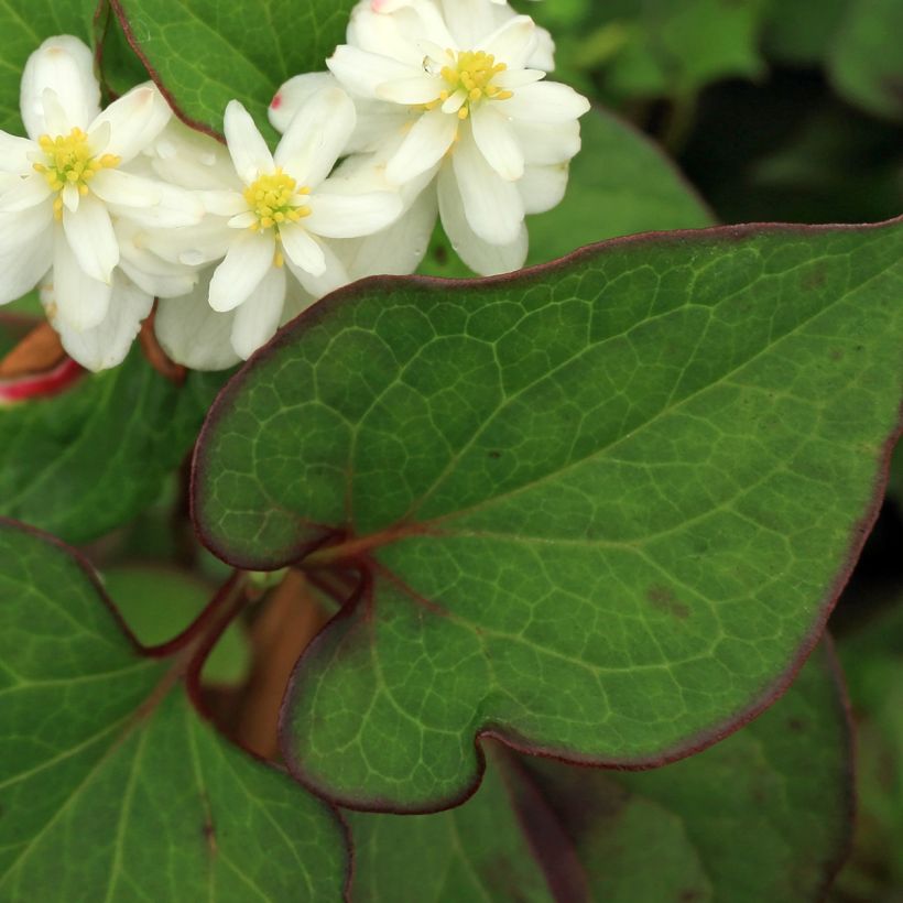 Houttuynia cordata Flore Pleno - Pianta camaleonte (Fogliame)