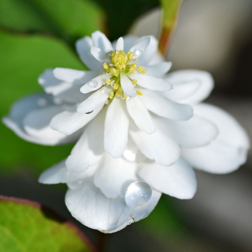 Houttuynia cordata Flore Pleno - Pianta camaleonte (Fioritura)