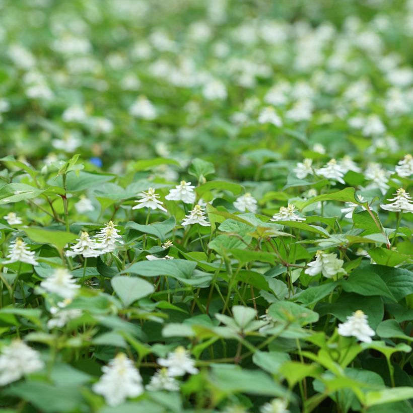 Houttuynia cordata Flore Pleno - Pianta camaleonte (Porto)