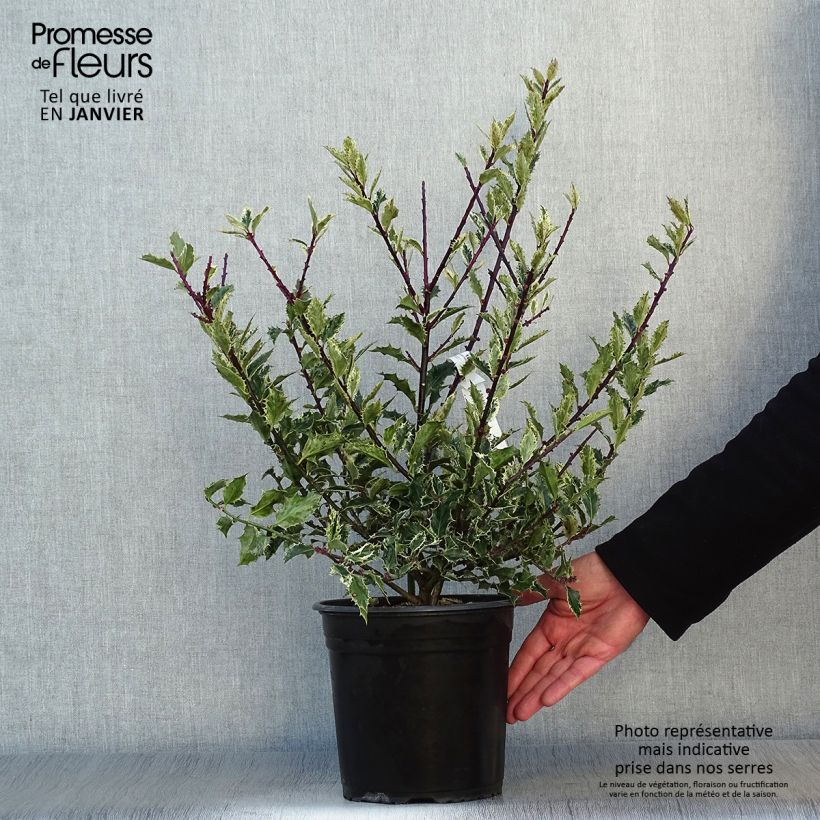 Ilex aquifolium Ingramii - Agrifoglio variegato Vaso da 2L/3L esemplare consegnato in inverno