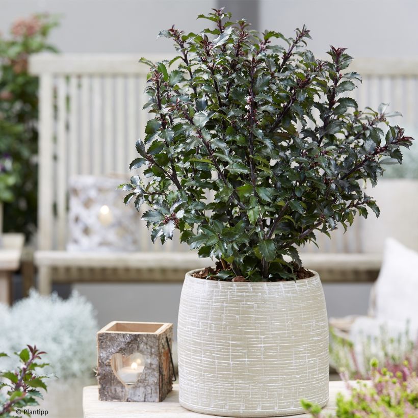 Ilex meserveae Gentle - Agrifoglio (Porto)