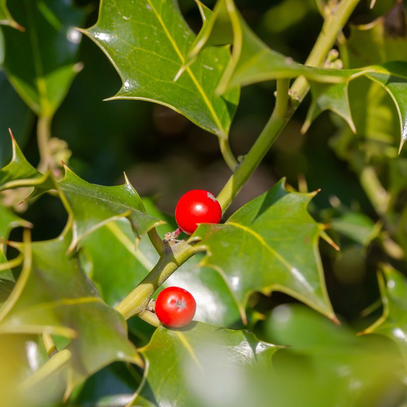 Ilex meserveae Heckenfee - Agrifoglio (Raccolta)
