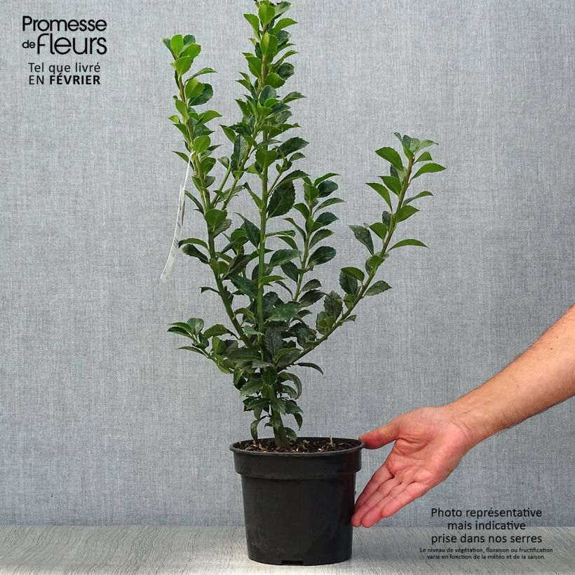 Esemplare di Ilex meserveae Heckenfee - Agrifoglio Vaso da 2L/3L come consegnato in autunno