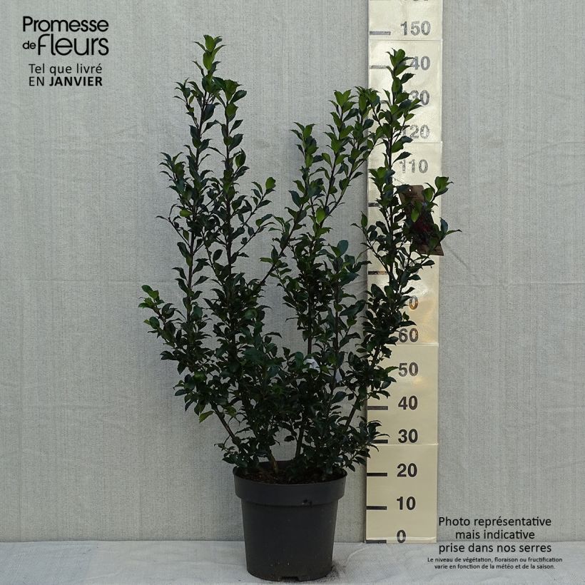Ilex meserveae Mesid - Agrifoglio Vaso da 12L/15L esemplare consegnato in inverno