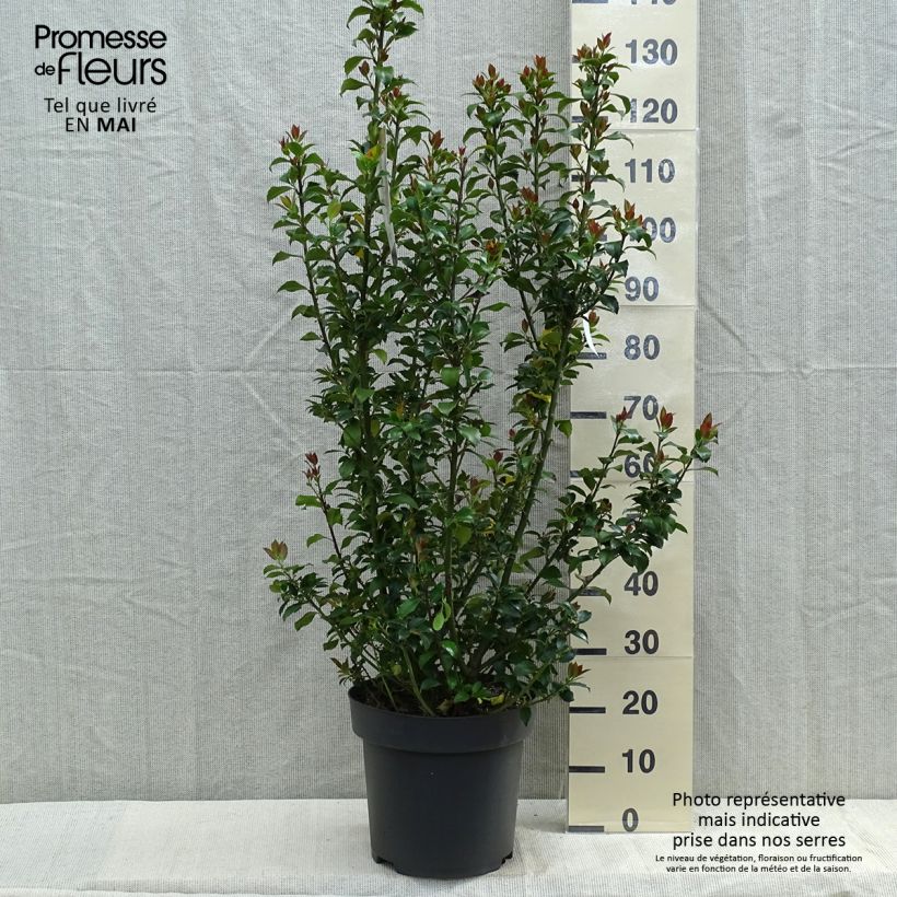 Ilex meserveae Mesid - Agrifoglio Vaso da 12L/15L esemplare consegnato in primavera