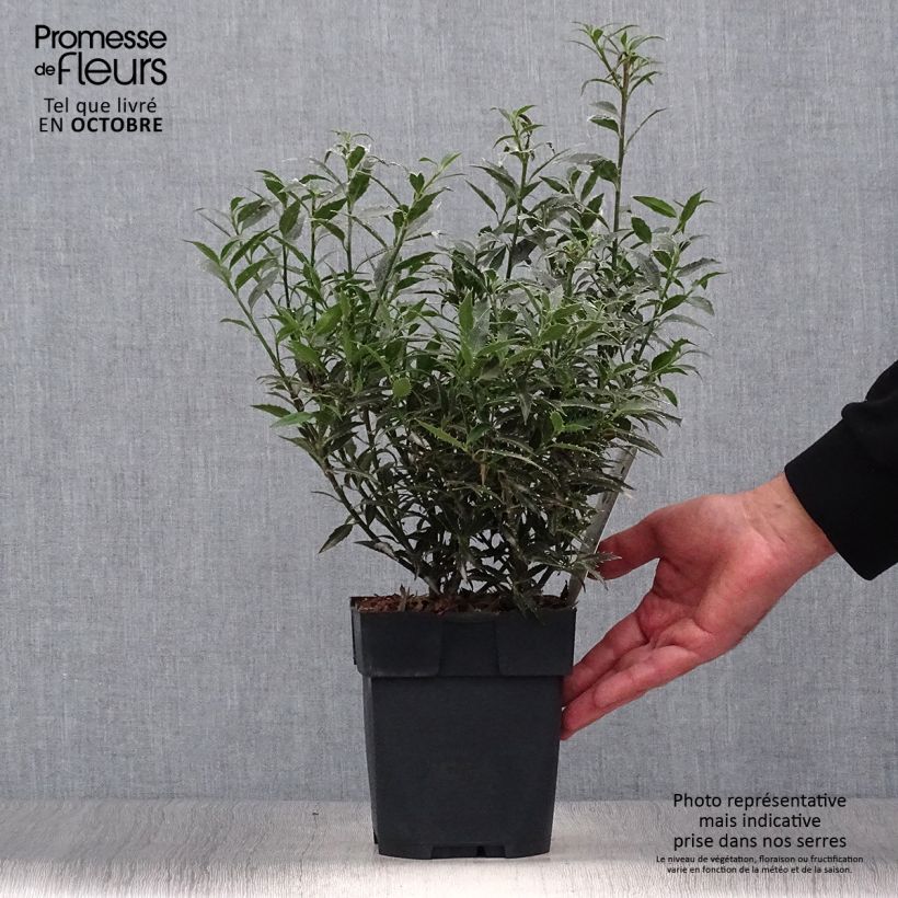 Esemplare di Ilex aquifolium Myrtifolia - Agrifoglio Vaso da 2L/3L come consegnato in autunno