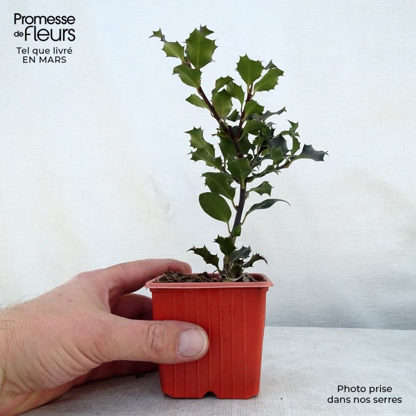 Ilex meserveae Blue Angel - Agrifoglio Vasetto da 8/9 cm esemplare consegnato in primavera