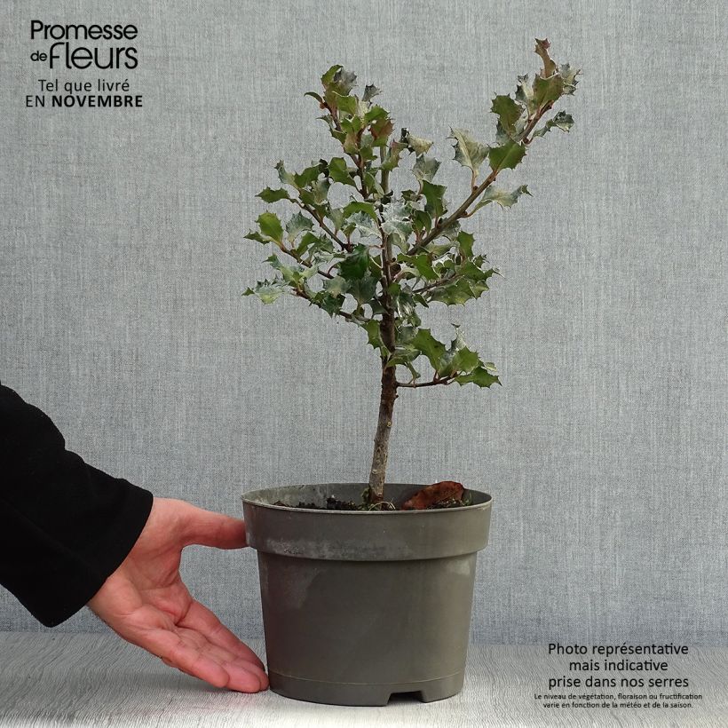 Esemplare di Ilex meserveae Blue Angel - Agrifoglio Vaso da 2L/3L come consegnato in autunno