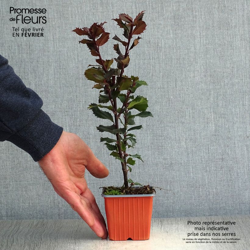 Ilex meserveae Blue Prince - Agrifoglio Vasetto da 8/9 cm esemplare consegnato in inverno