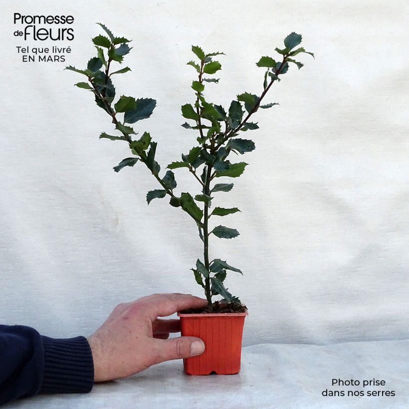 Ilex meserveae Blue Prince - Agrifoglio Vasetto da 8/9 cm esemplare consegnato in primavera