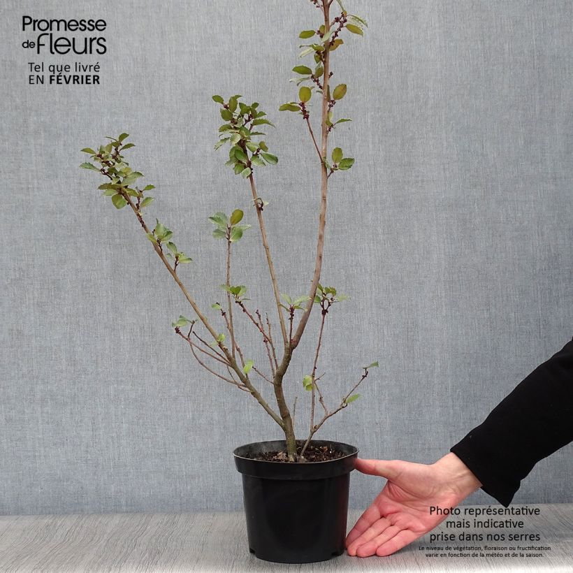 Ilex meserveae Blue Prince - Agrifoglio Vaso da 2L/3L esemplare consegnato in inverno