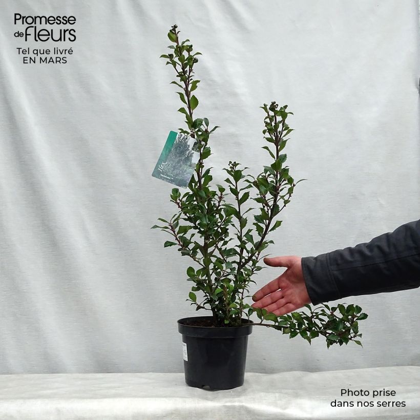 Ilex meserveae Heckenstar - Agrifoglio Vaso da 2L/3L esemplare consegnato in primavera