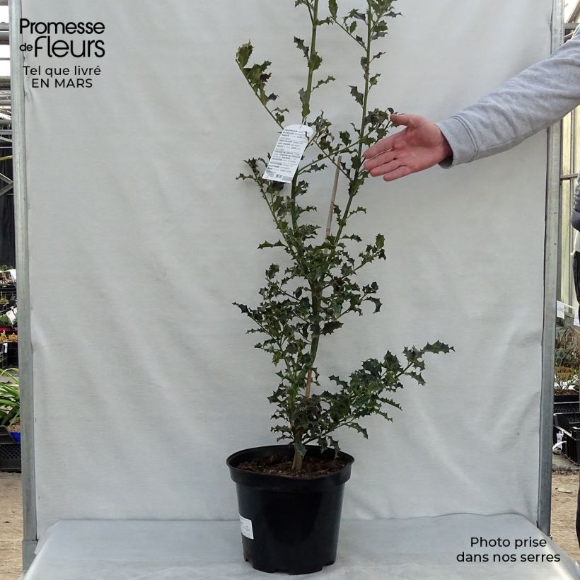Ilex aquifolium - Agrifoglio Vaso da 7,5L/10L esemplare consegnato in primavera
