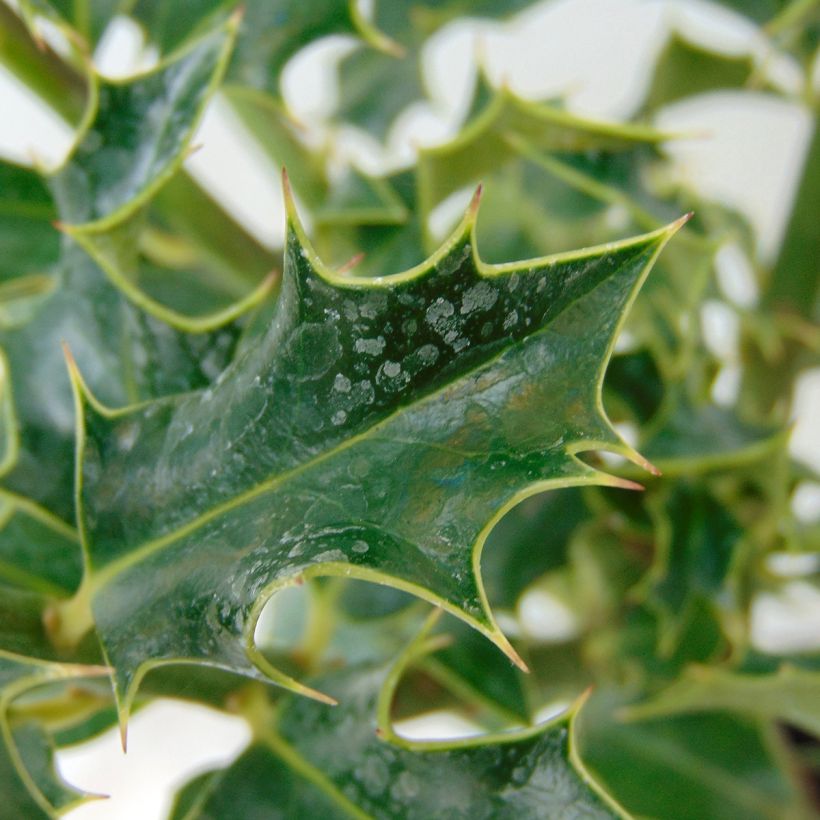 Ilex aquifolium Alaska - Agrifoglio (Fogliame)