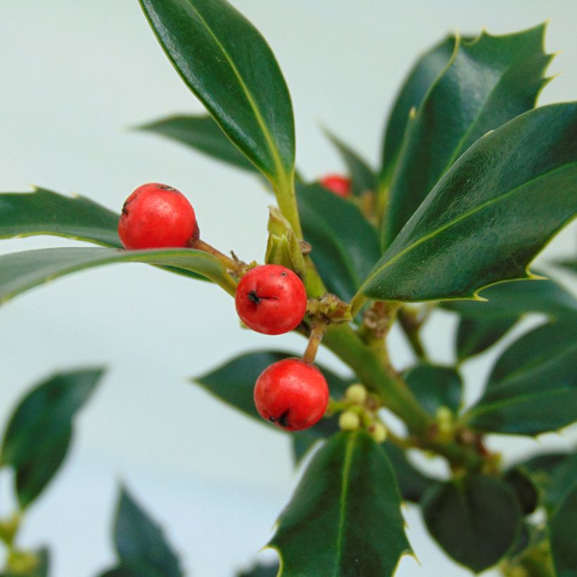 Ilex aquifolium Alaska - Agrifoglio (Raccolta)
