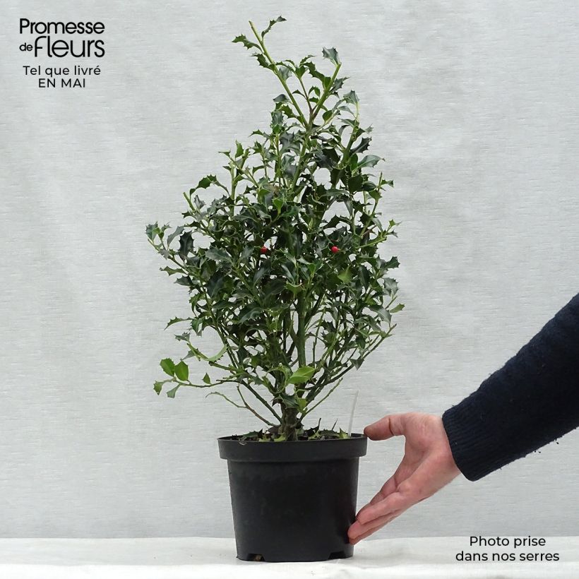 Ilex aquifolium Alaska - Agrifoglio Vaso da 2L/3L esemplare consegnato in primavera