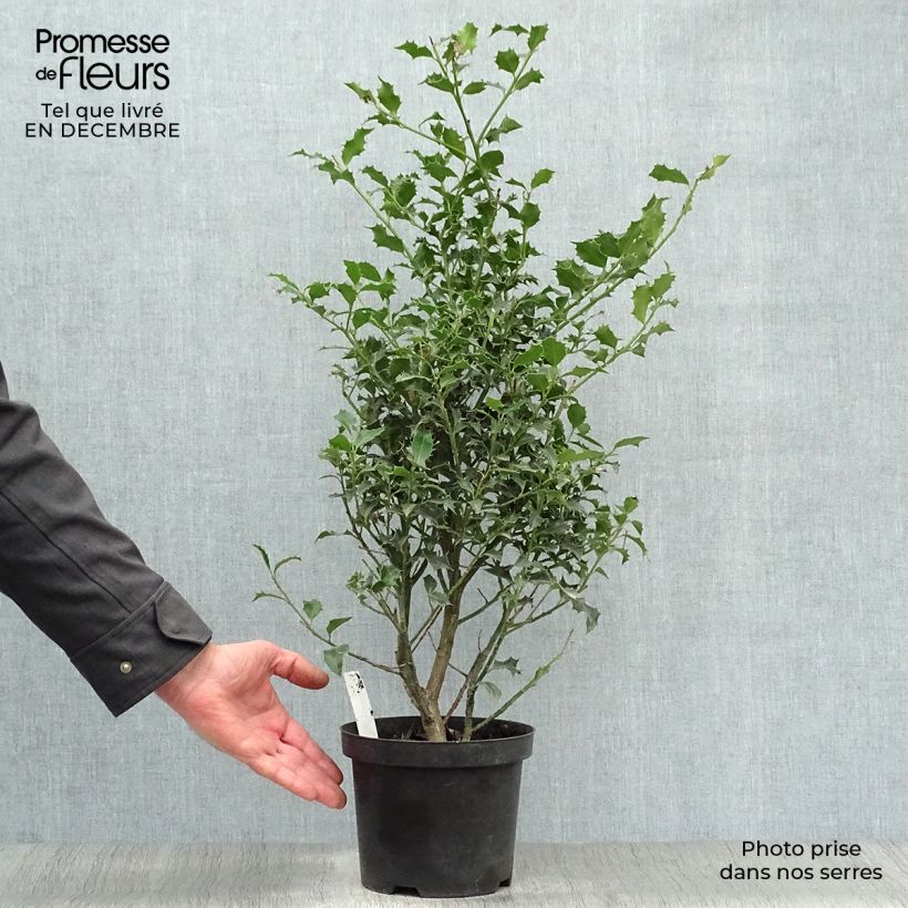 Ilex aquifolium Alaska - Agrifoglio Vaso da 2L/3L esemplare consegnato in inverno