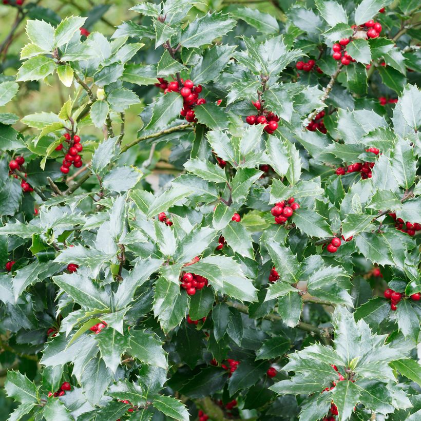 Ilex aquifolium Alaska - Agrifoglio (Fogliame)