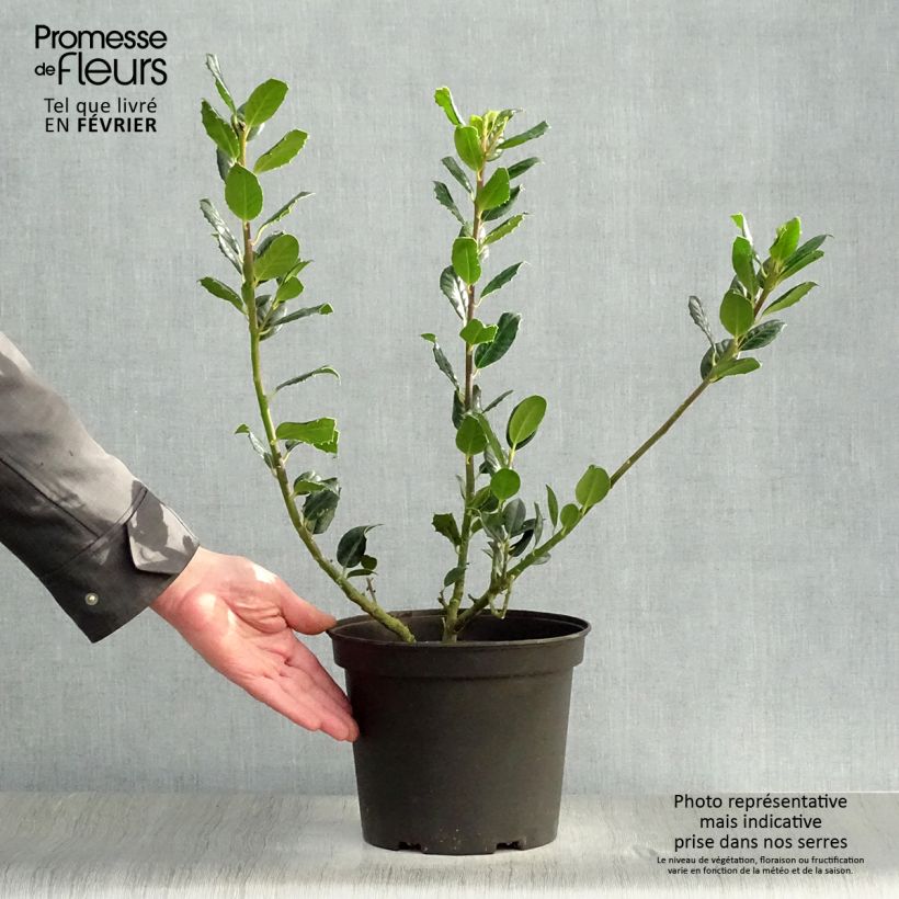 Ilex aquifolium JC Van Tol - Agrifoglio Vaso da 2L/3L esemplare consegnato in inverno