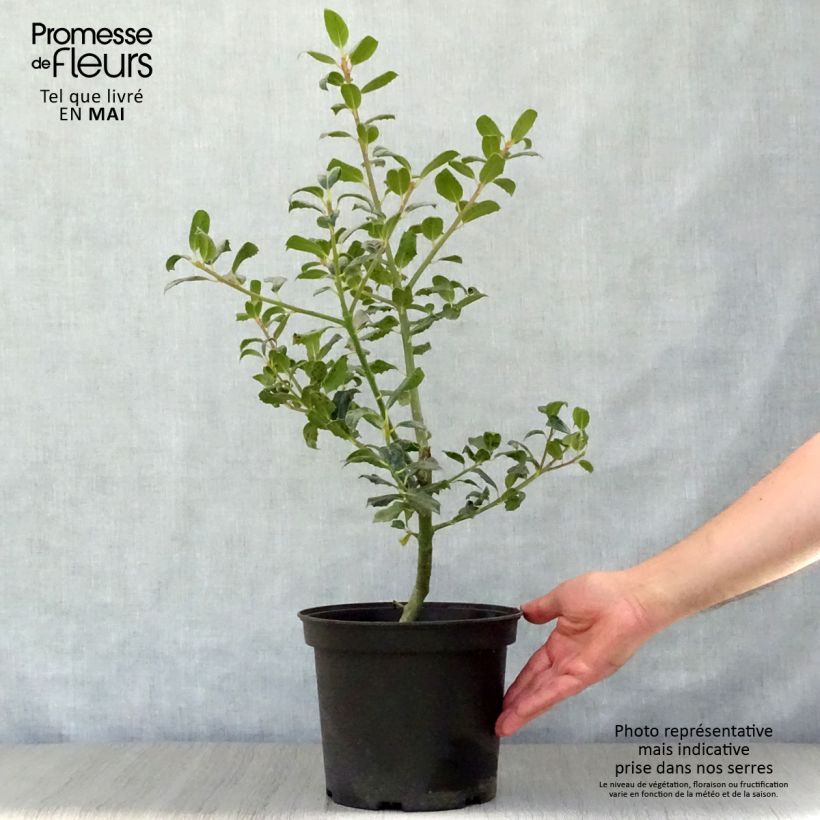 Ilex aquifolium JC Van Tol - Agrifoglio Vaso da 2L/3L esemplare consegnato in primavera