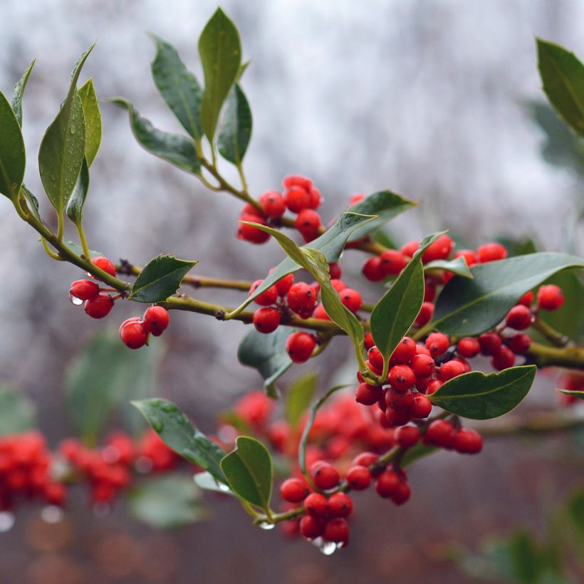 Ilex aquifolium JC Van Tol - Agrifoglio (Raccolta)