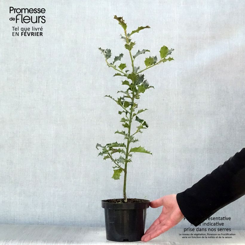 Ilex aquifolium - Agrifoglio Vasetto da 8/9 cm esemplare consegnato in inverno