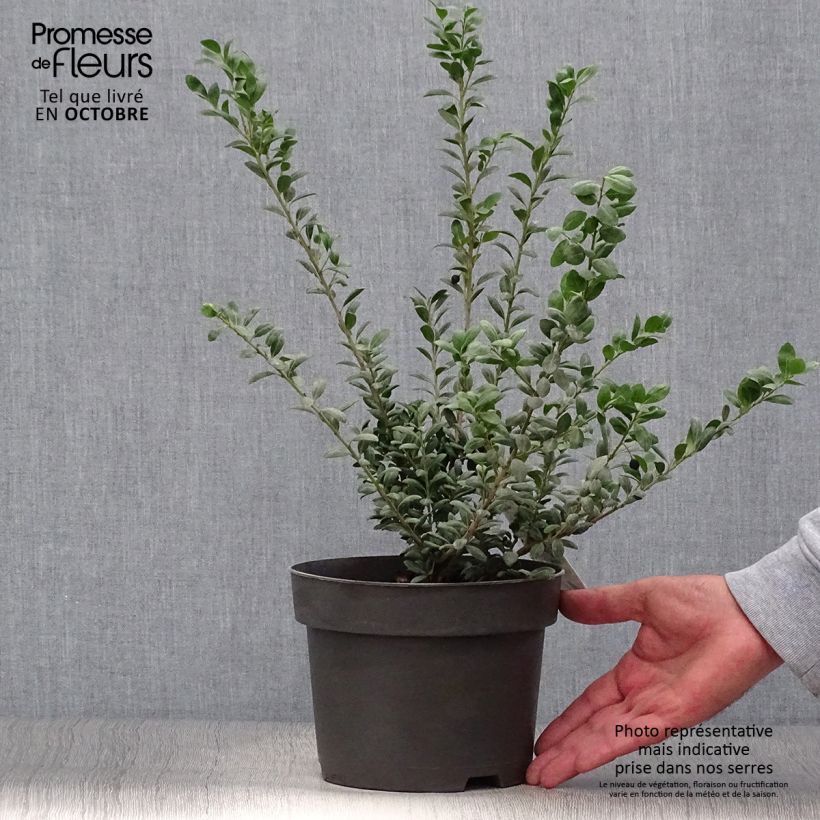 Esemplare di Ilex crenata Convexa - Agrifoglio giapponese Vaso da 2L/3L come consegnato in autunno
