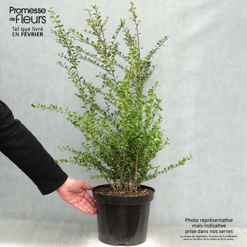 Ilex crenata Convexa - Agrifoglio giapponese Vaso da 7,5L/10L esemplare consegnato in inverno