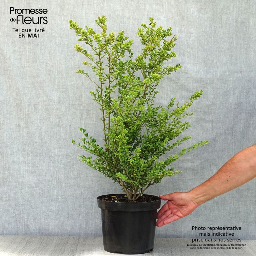 Ilex crenata Convexa - Agrifoglio giapponese Vaso da 7,5L/10L esemplare consegnato in primavera
