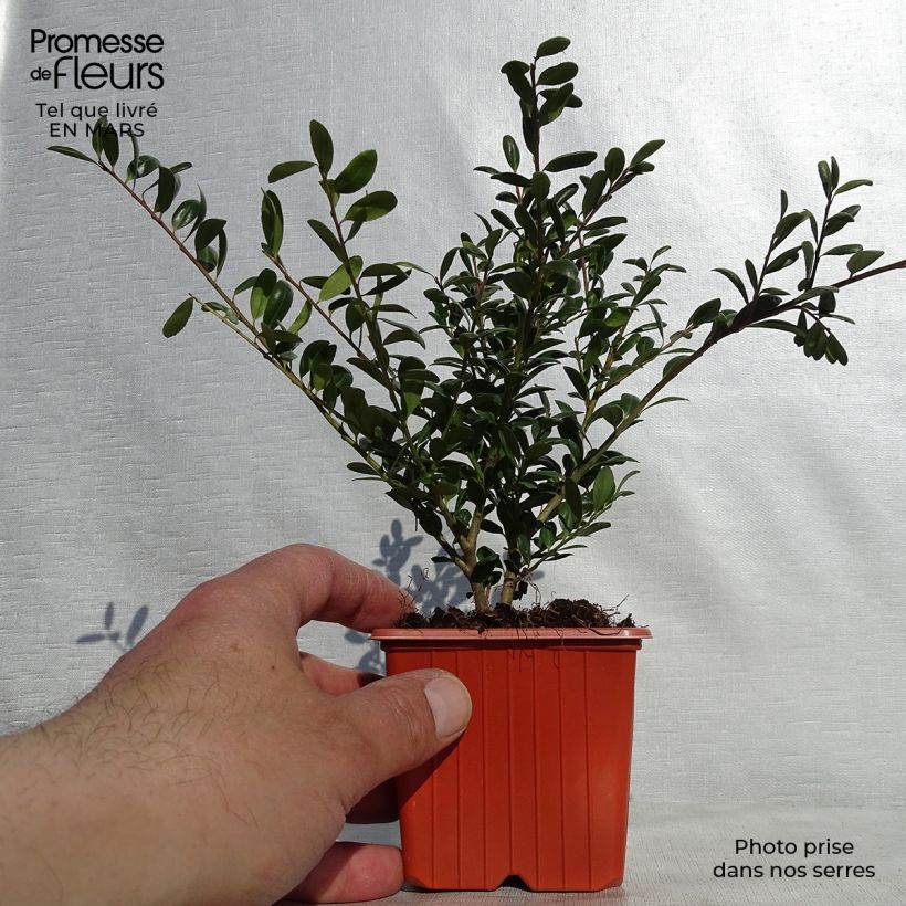 Ilex crenata Convexa - Agrifoglio giapponese Vasetto da 8/9 cm esemplare consegnato in primavera