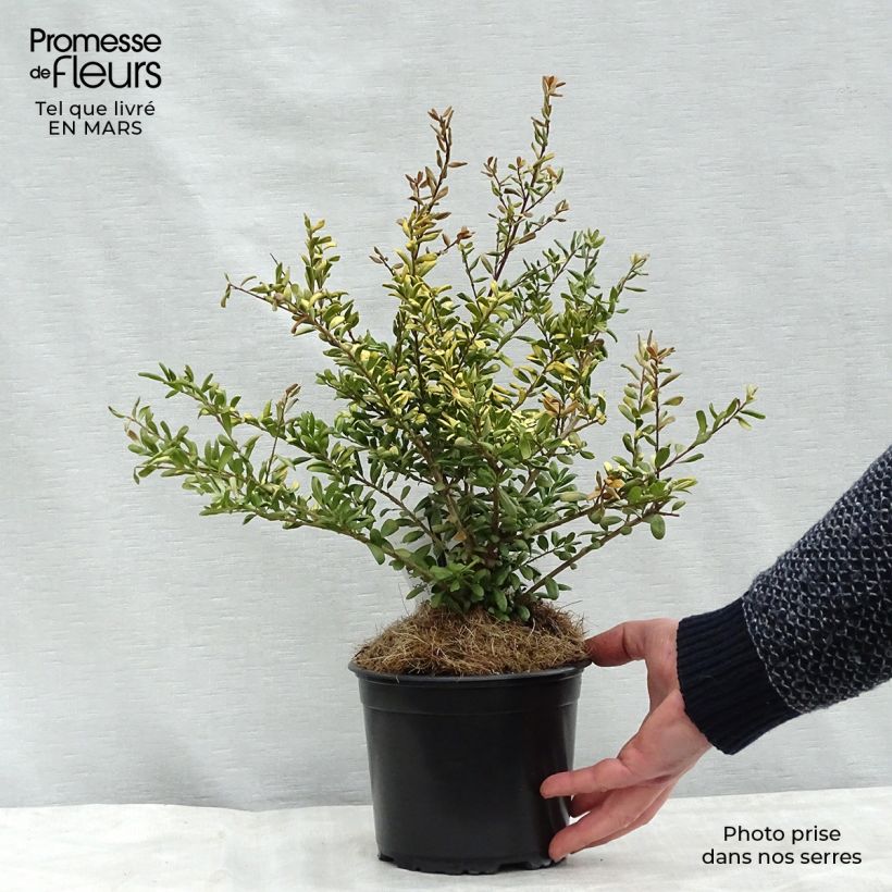 Ilex crenata Convexed Gold - Agrifoglio giapponese Vaso da 1L/1,5L esemplare consegnato in inverno