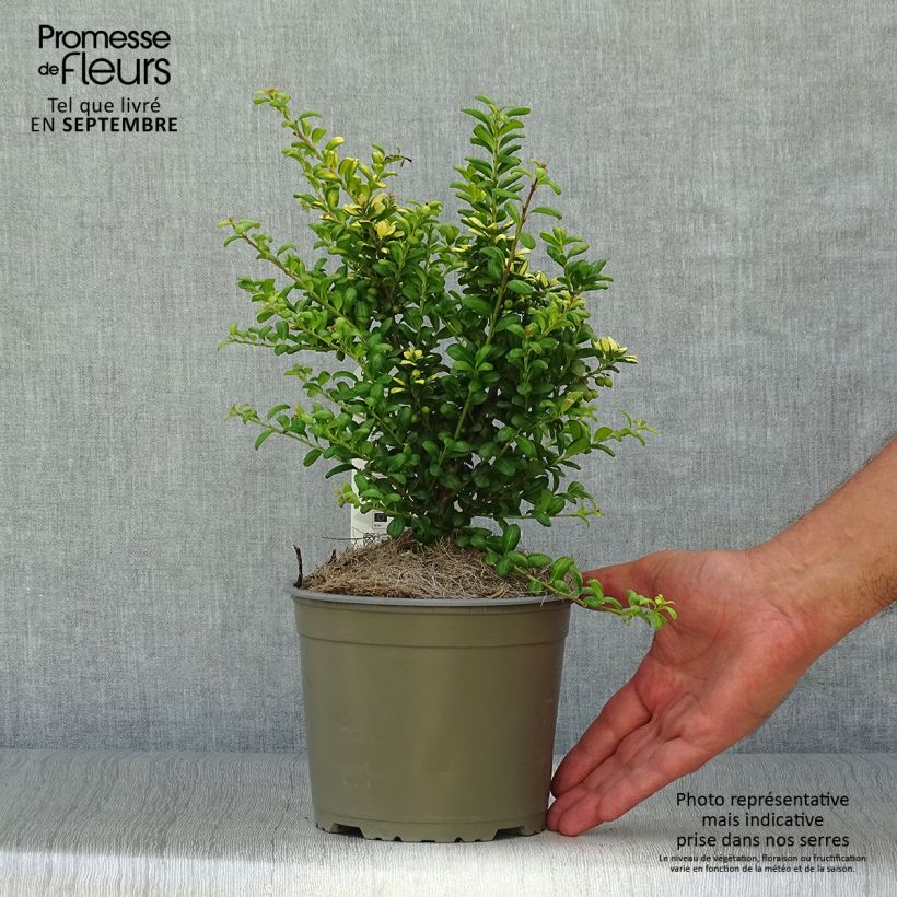 Esemplare di Ilex crenata Convexed Gold - Agrifoglio giapponese Vaso da 2L/3L come consegnato in autunno