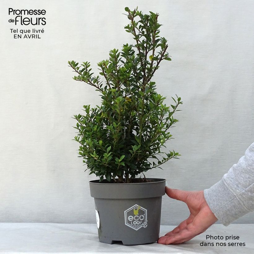 Ilex crenata Dark Green - Agrifoglio giapponese Vaso da 2L/3L, A cespuglio esemplare consegnato in primavera