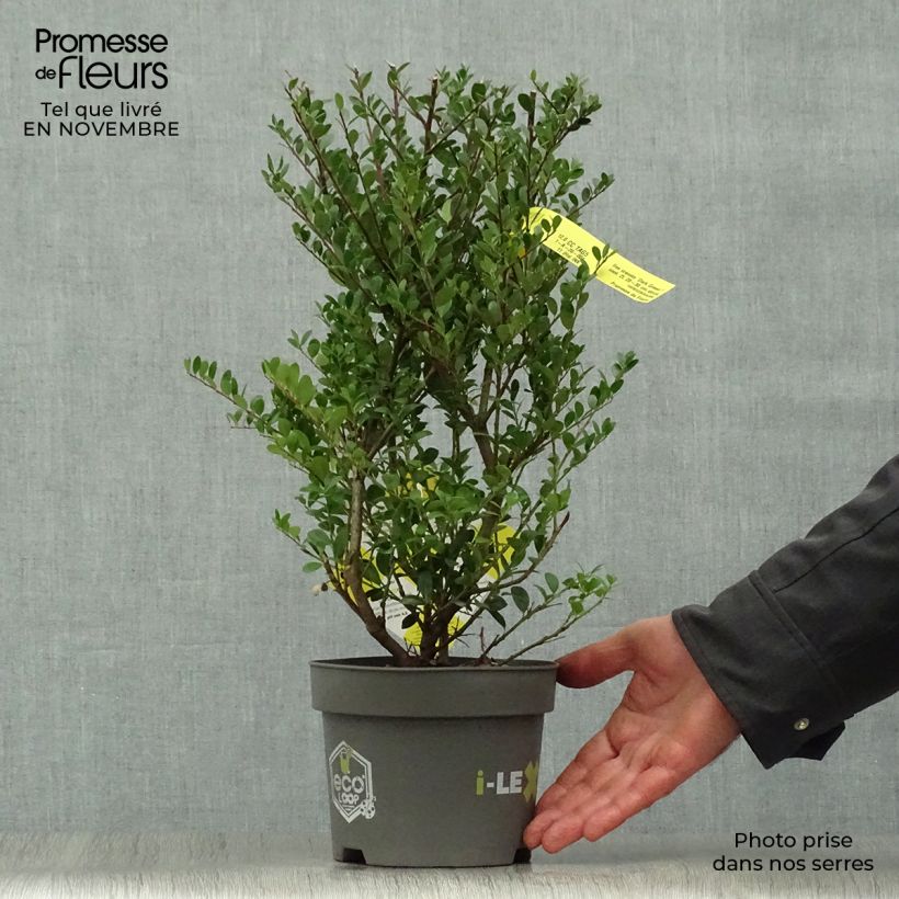 Esemplare di Ilex crenata Dark Green - Agrifoglio giapponese Vaso da 2L/3L come consegnato in autunno