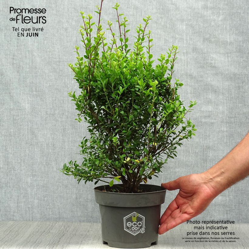 Esemplare di Ilex crenata Dark Green - Agrifoglio giapponese Vaso da 2L/3L, A cespuglio consegnato in estate