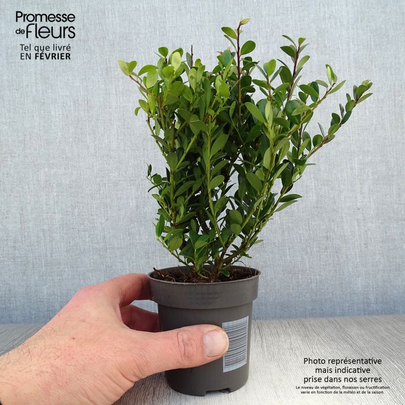 Ilex crenata Dark Green - Agrifoglio giapponese Vasetto da 8/9 cm esemplare consegnato in inverno
