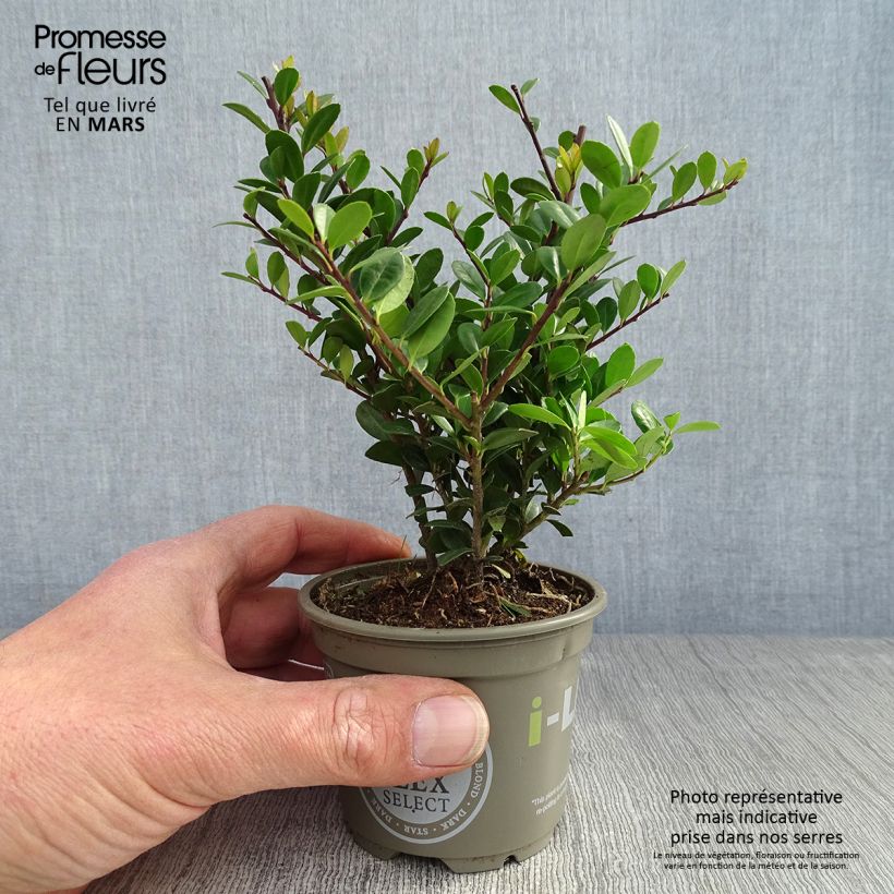 Ilex crenata Dark Green - Agrifoglio giapponese Vasetto da 8/9 cm esemplare consegnato in primavera