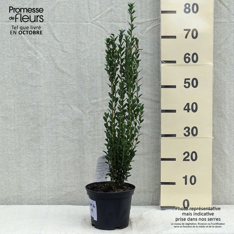 Esemplare di Ilex crenata Fastigiata - Agrifoglio giapponese Vaso da 3L/4L come consegnato in autunno