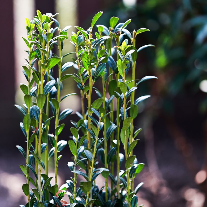 Ilex crenata Fastigiata - Agrifoglio giapponese (Fogliame)