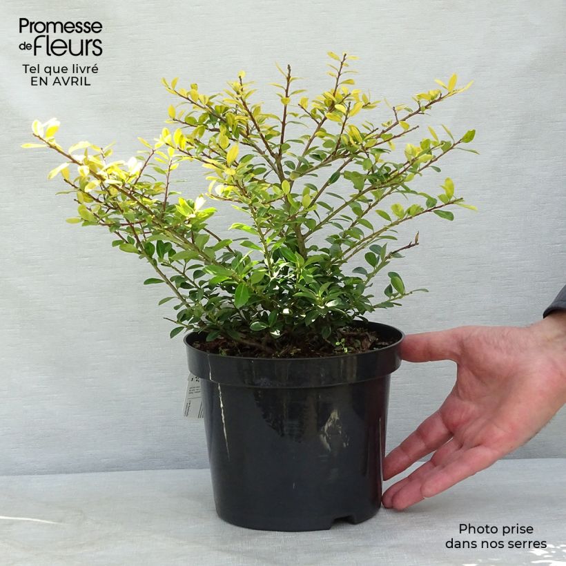 Ilex crenata Golden Gem - Agrifoglio giapponese Vaso da 2L/3L esemplare consegnato in primavera