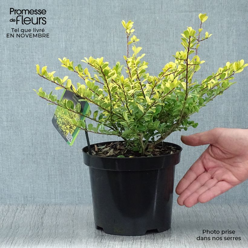 Esemplare di Ilex crenata Golden Gem - Agrifoglio giapponese Vaso da 2L/3L come consegnato in autunno