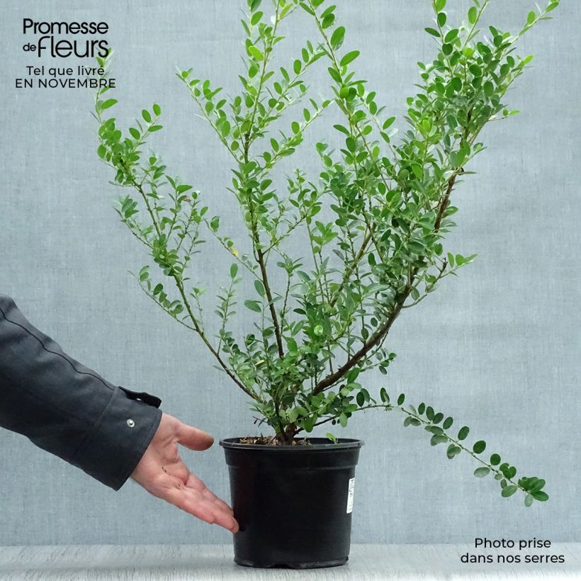 Esemplare di Ilex crenata Green Hedge - Agrifoglio giapponese Vaso da 2L/3L come consegnato in autunno